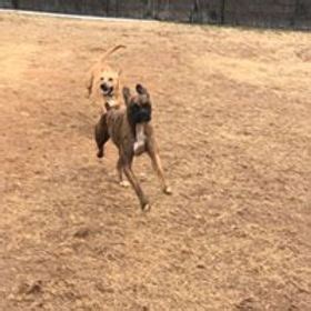 doggy day care fayetteville